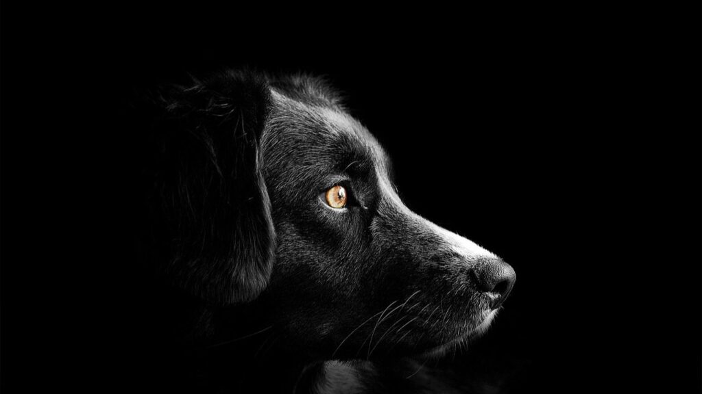 Cane dal pelo nero