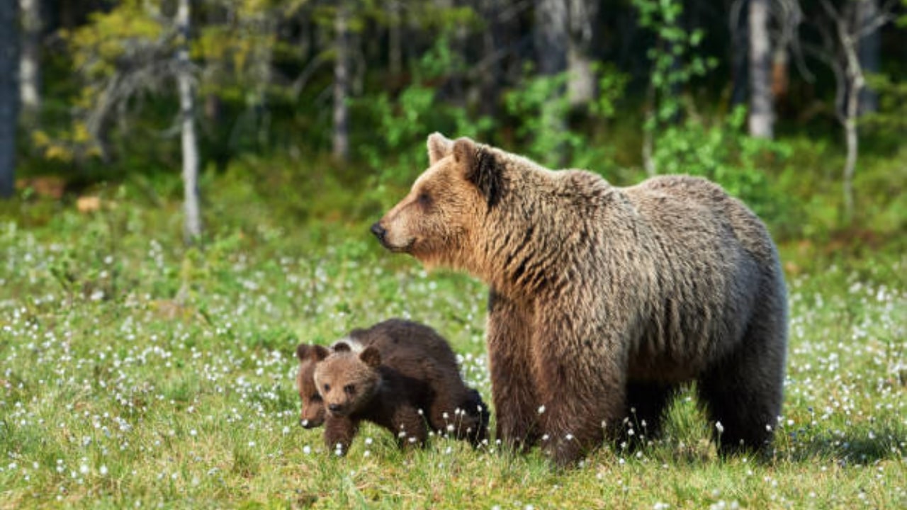 Mamma orsa chiede aiuto