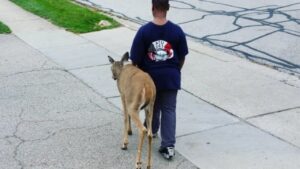 Questo bambino aiuta un cervo cieco a cercare cibo ogni giorno prima di andare a scuola