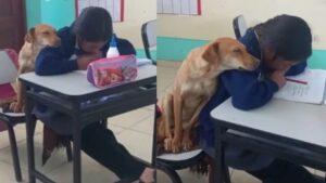 Un dolcissimo cane che si accoccola sopra una bimba intenta a studiare