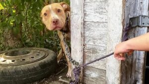 Legato ad una catena da tempo, un cane non trattiene la sua gioia quando viene liberato