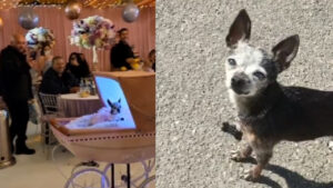 L’Amore straordinario di un comico per il suo Chihuahua: una festa da 100mila Dollari