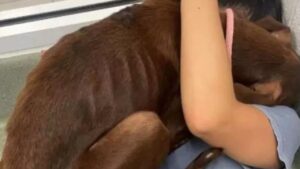 Cane paralizzato sulla strada dà un abbraccio alla donna che gli ha salvato la vita