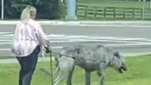 Donna porta un cane a spasso per strada ma nessuno capisce di che razza sia: il mistero dell’animale gigante al guinzaglio (il VIDEO)