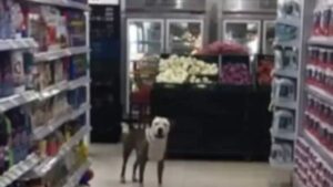 Abbaia per una causa: il Pit Bull al supermercato emoziona tutti (VIDEO)