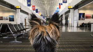 La compagnia aerea perde i suoi quattro cani in aeroporto, “loro sono tutto, sono come figli”