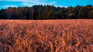 Trova la cavalletta nascosta in meno di 21 secondi