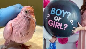 Piccione tinto di rosa per il gender reveal, gli animalisti denunciano “un atto stupido”