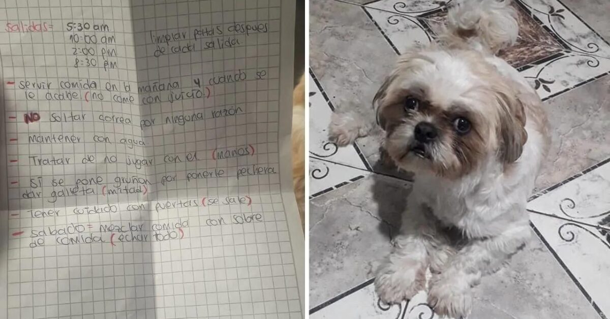 Tassista Scopre Che Uno Dei Suoi Passeggeri Ha Lasciato Il Cane Nella