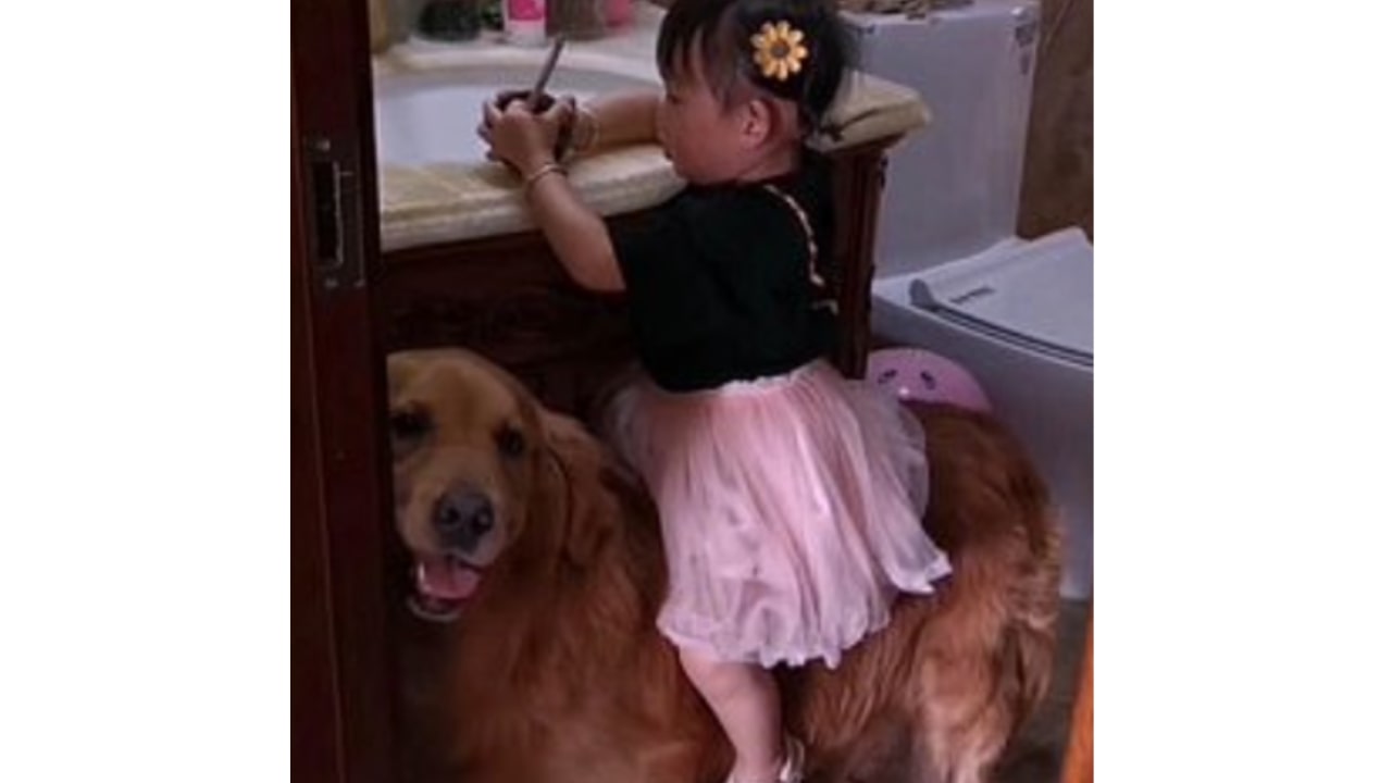 la bimba gioca con il cane