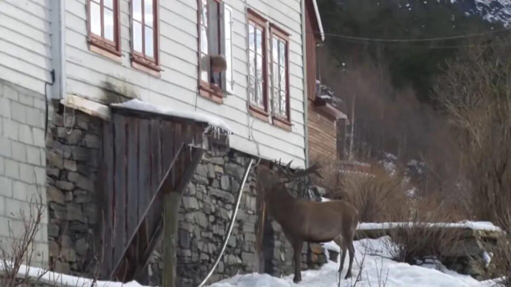 Flippen sotto casa di Kvam