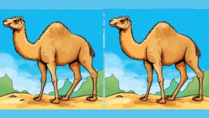 Sfida visiva: trova le differenze tra i due dromedari