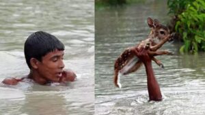 Cucciolo di daino salvato da una catastrofica alluvione grazie coraggio di un giovane ragazzo