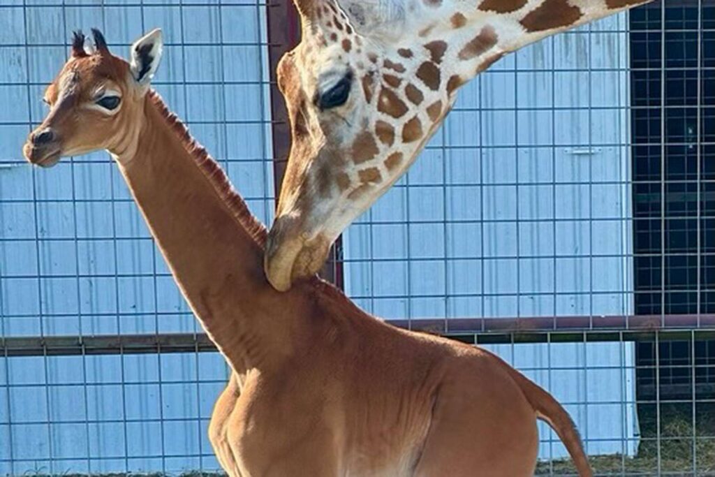 una rarissima giraffa con il manto senza macchie