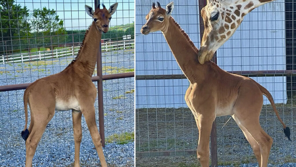 una rarissima giraffa con il manto senza macchie