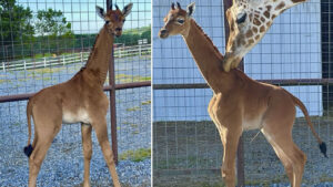 In uno zoo americano si trova una rarissima giraffa con il manto senza macchie