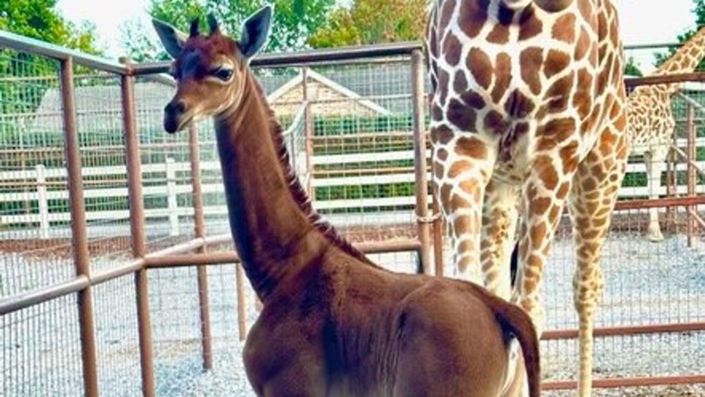 una rarissima giraffa con il manto senza macchie