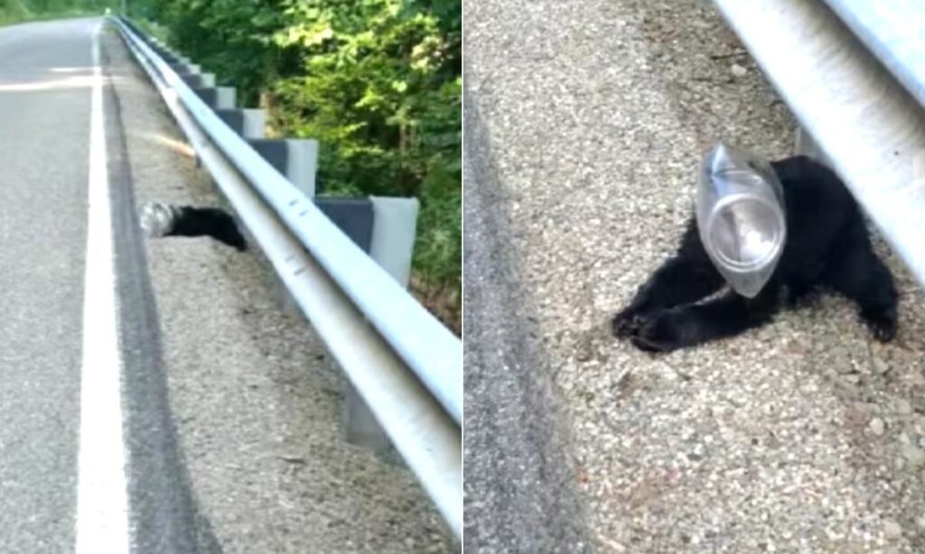 orso sfortunato viene salvato da un passante