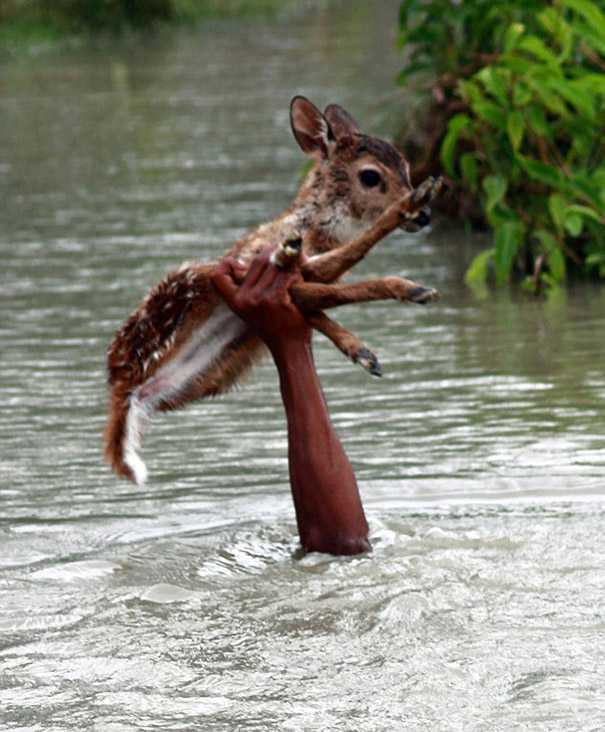 salvataggio di un cucciolo di daino