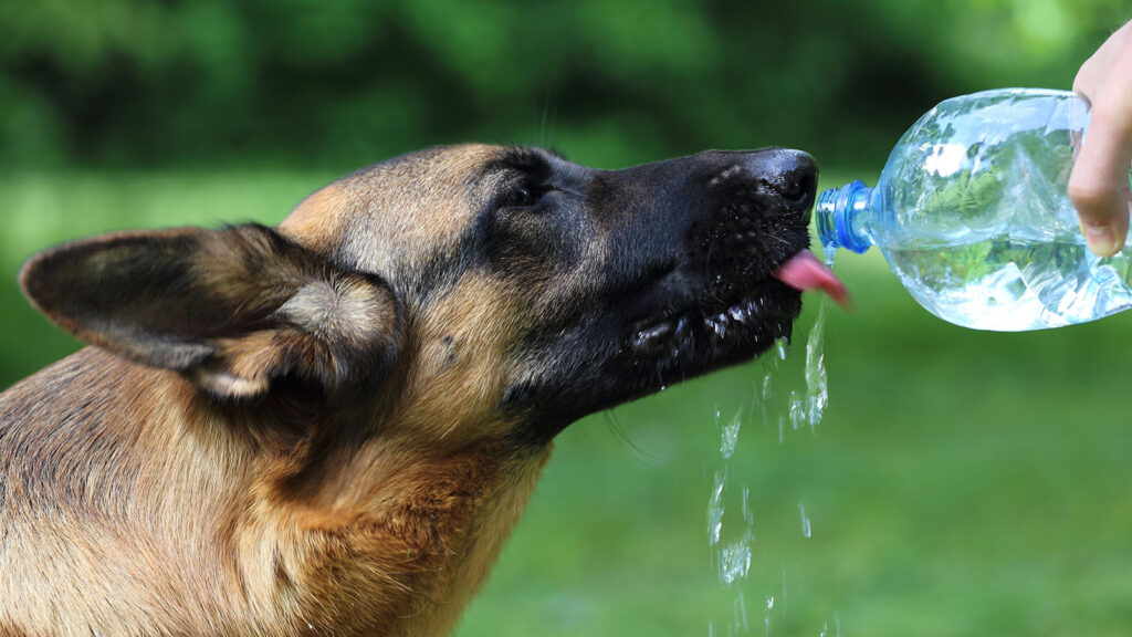 proteggere il cane dal caldo