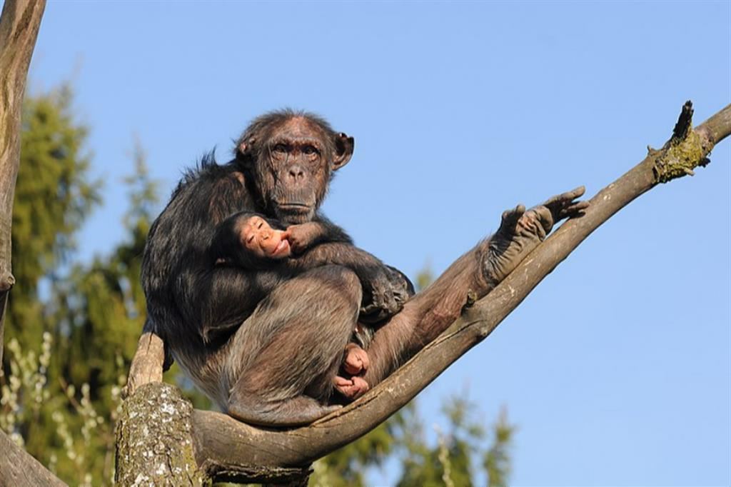 mamma scimmia e cucciolo