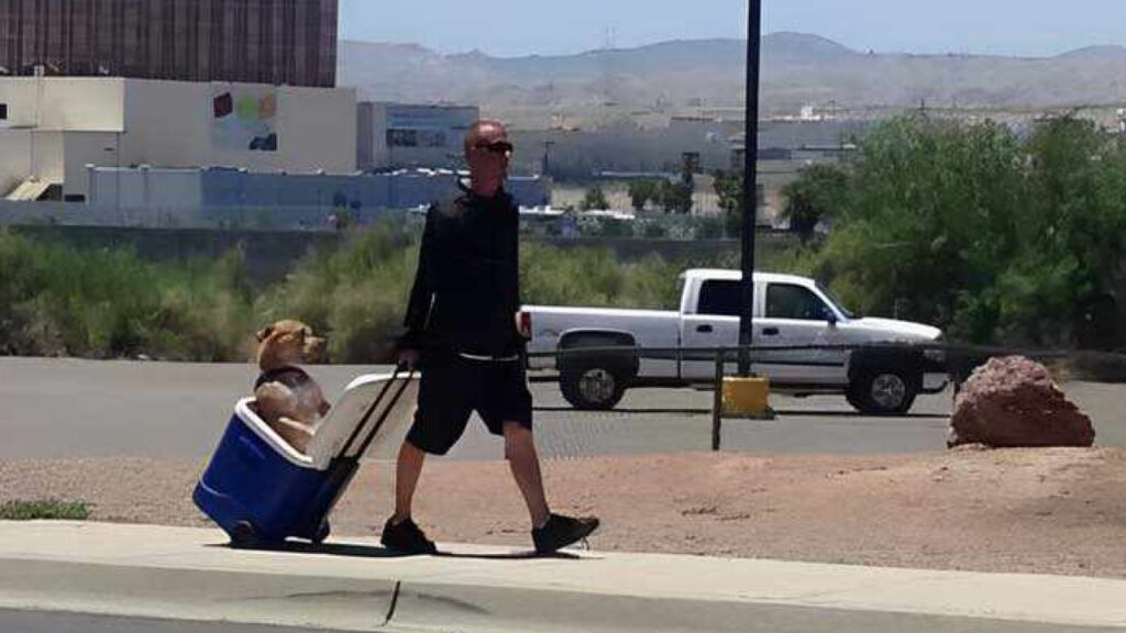 proteggere il cane dal caldo