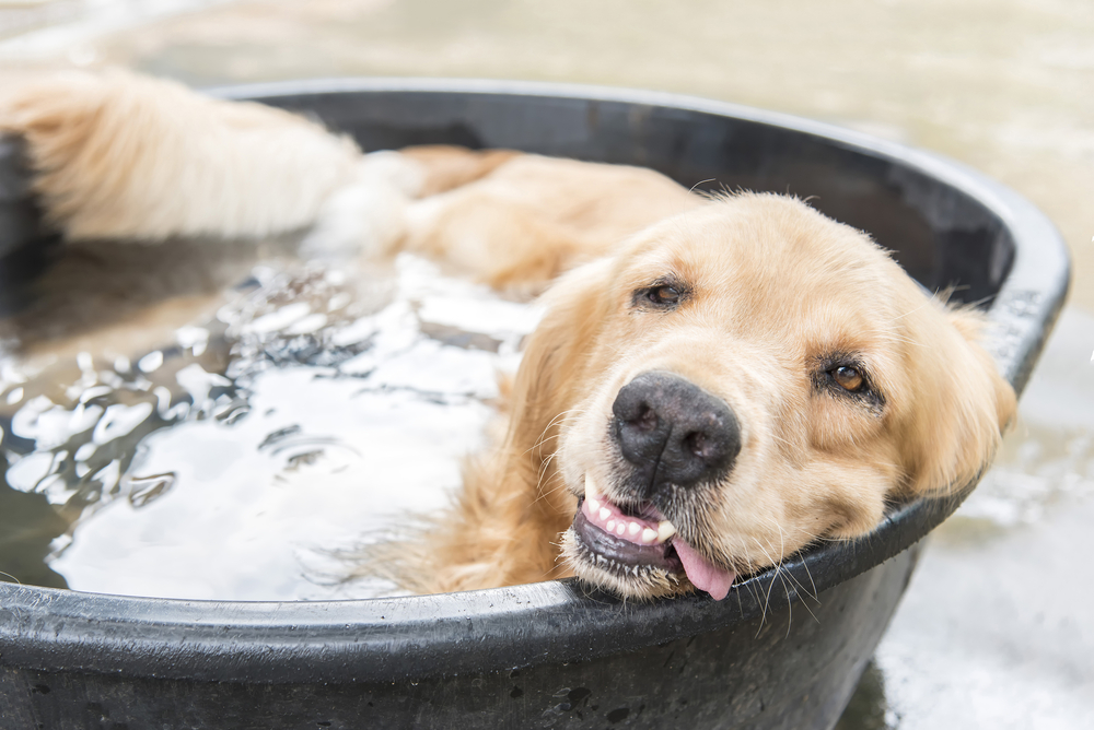 proteggere il cane dal caldo