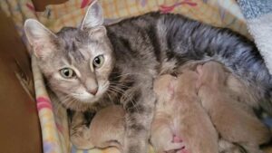 Questa gattina è entrata in un negozio, cercava solo aiuto per lei e per..