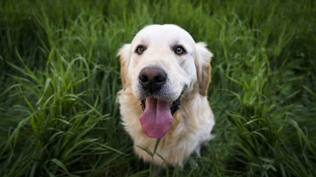 Golden Retriever; foto dall'archivio