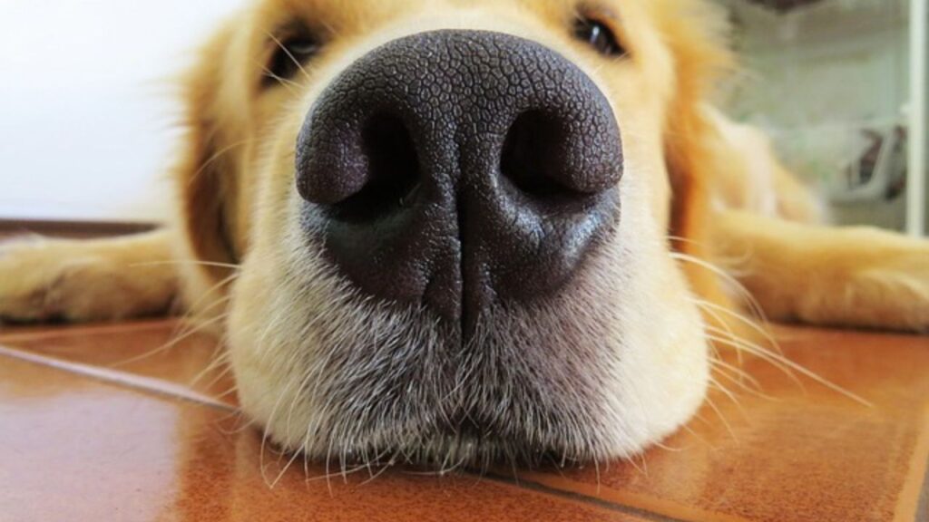 Golden Retriever; foto dall'archivio