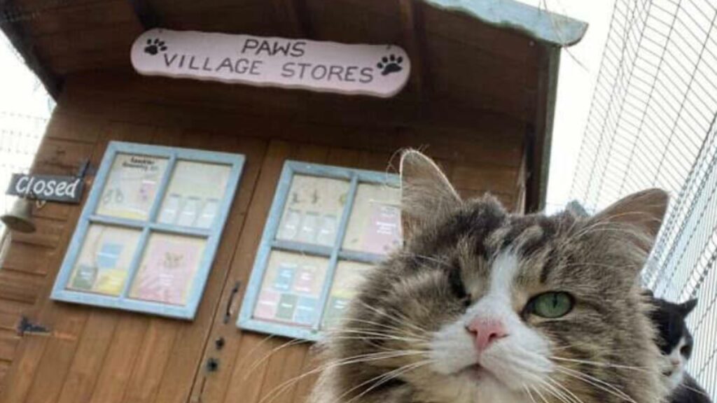 Salviamo i gatti anziani: nasce il piccolo villaggio dove possono vivere in lussuosissimo cottage