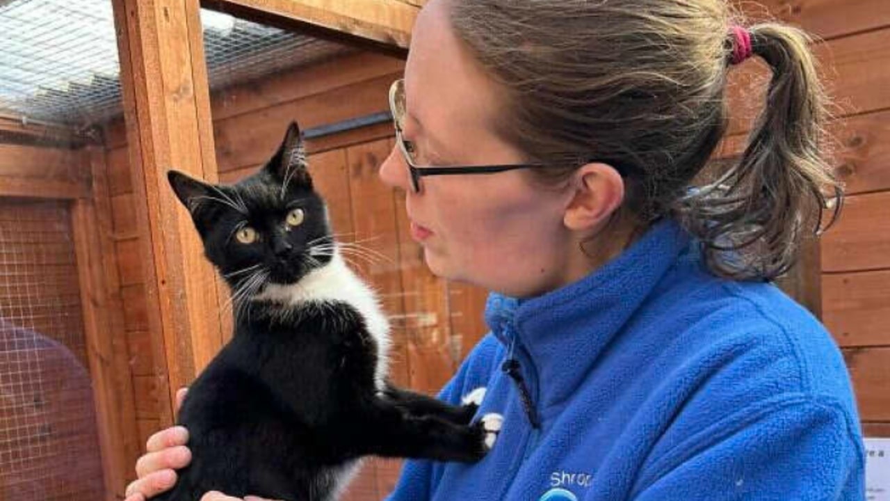 Il gatto anziano e come viene tutelato nella comunità