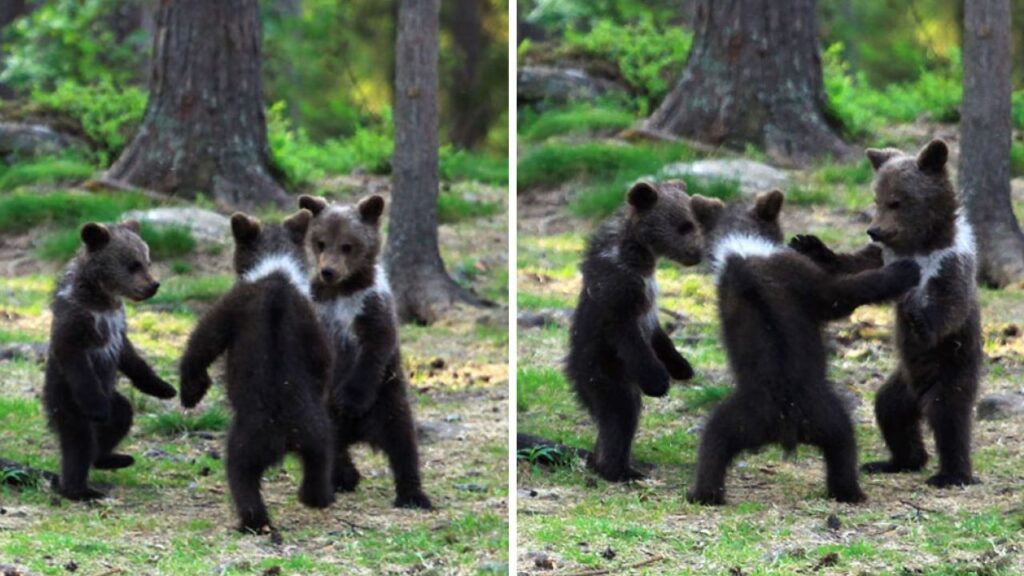 Questi cuccioli di orso si divertono da matti