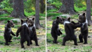 Questi cuccioli di orso si divertono da matti, “Sembrava ballassero, era come vedere un gruppo di bambini”