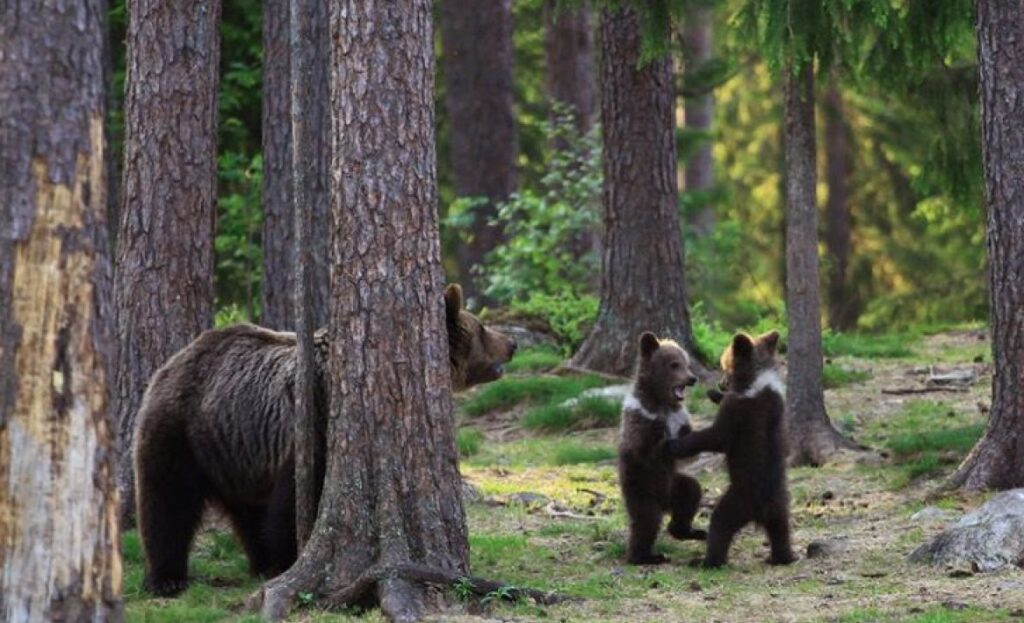 Questi cuccioli di orso si divertono da matti