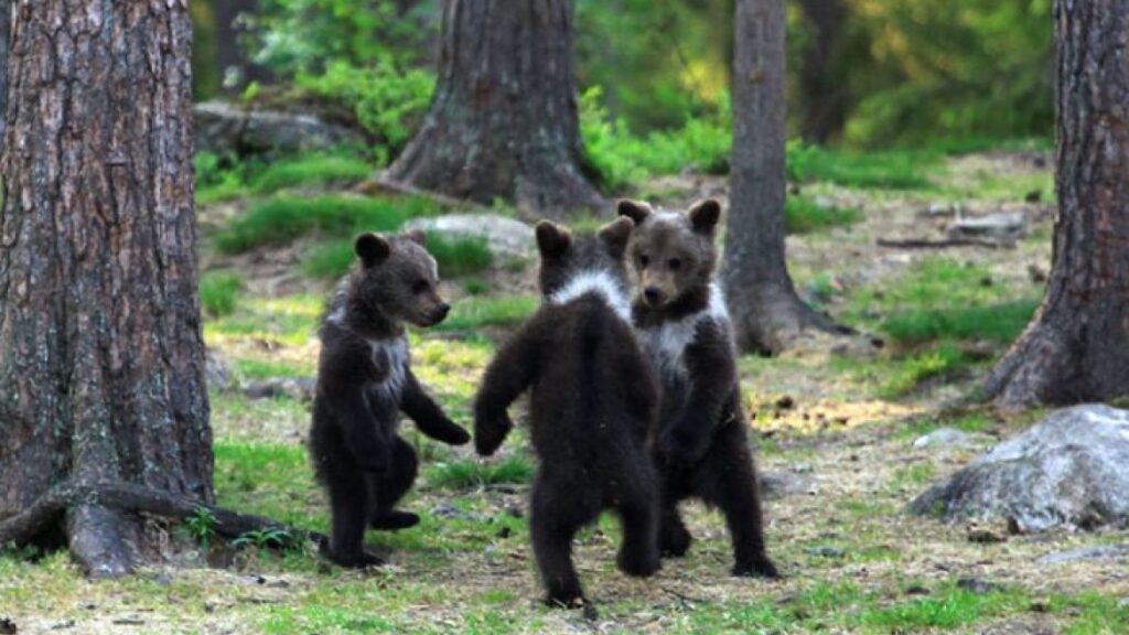 Questi cuccioli di orso si divertono da matti